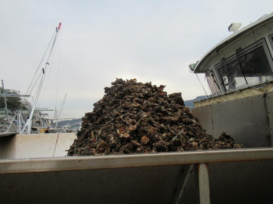 Shimada Fisheries: The Bay Is My Oyster