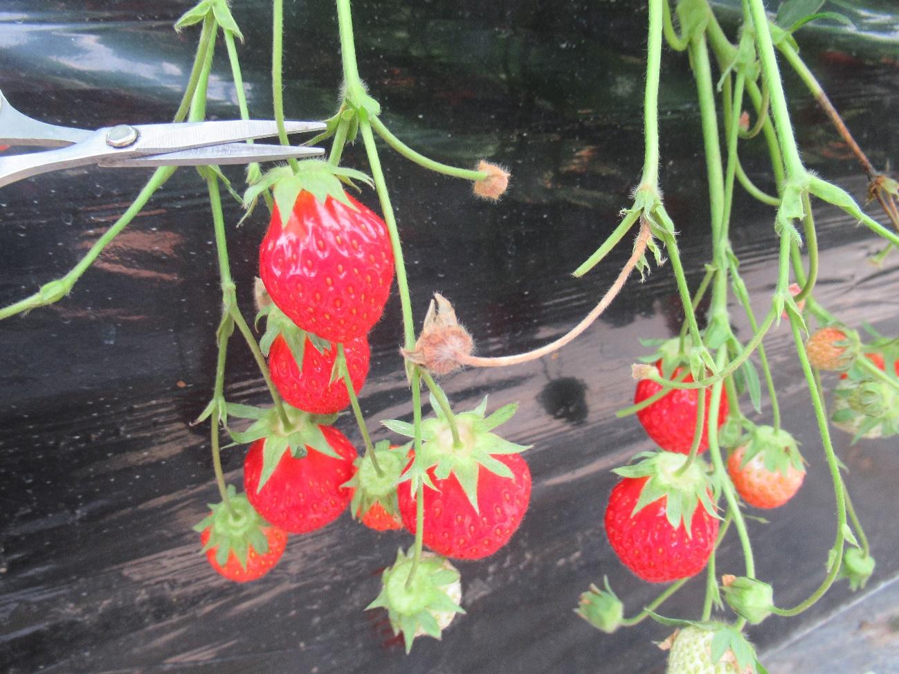 Strawberry Fields For Half a Year (December to May)!