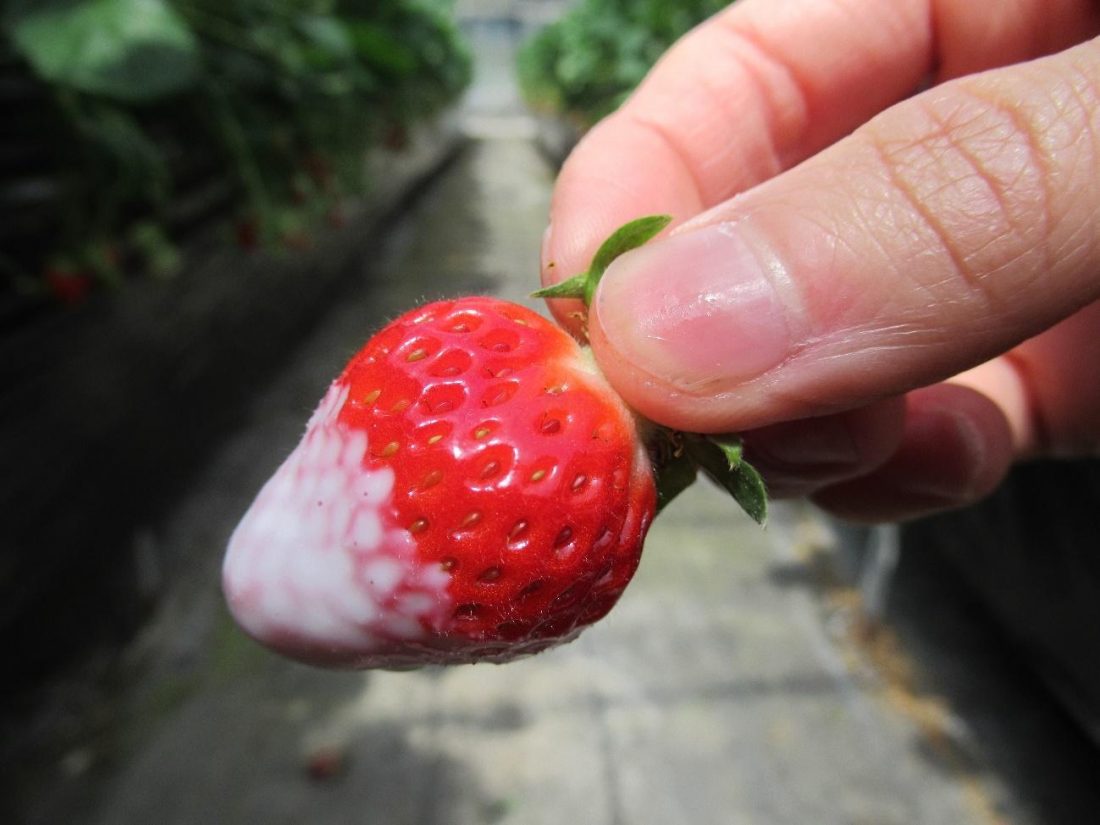 Hirata Tourist Farm: The Fruits of Their Labor