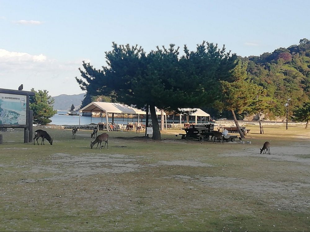 DEER, A TENT, A VIEW, AND MORE DEER – Camping on Miyajima