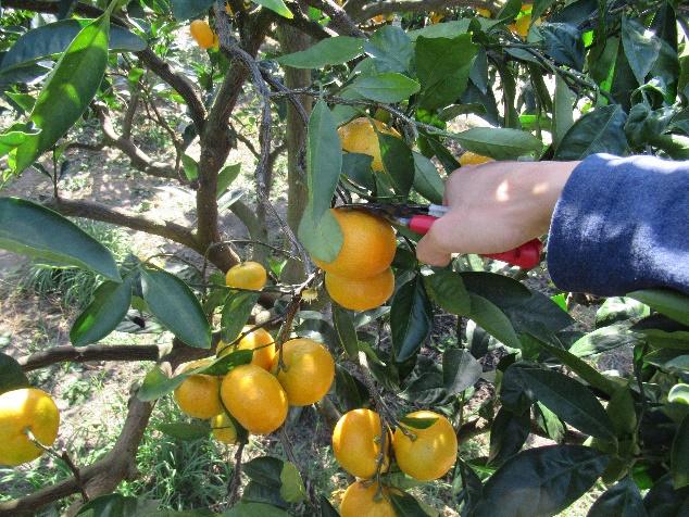 Many Fruits of Etajima: Reaping from the Bountiful Harvest