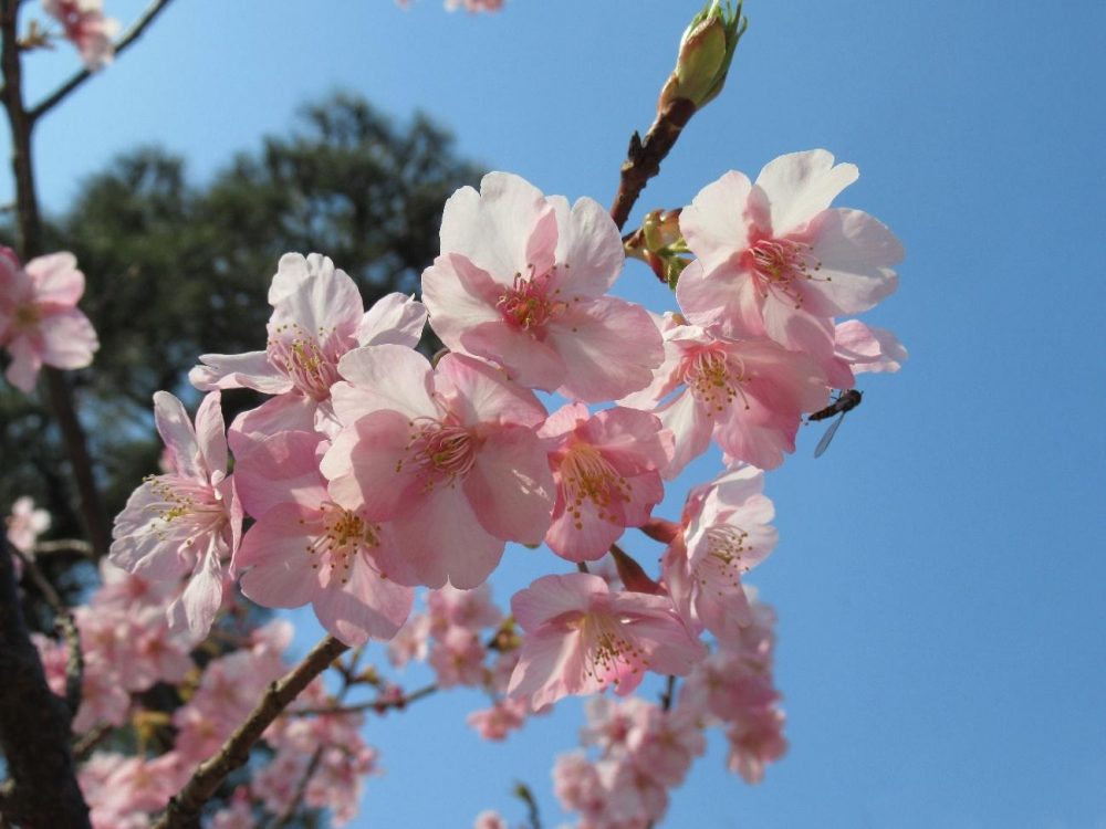 Shukkeien Hanami: Seizing Life’s Precious, Fleeting Moments