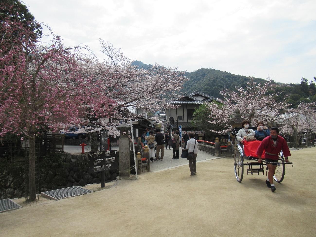 Miyajima Bursting with Cherry Blossoms This Week!