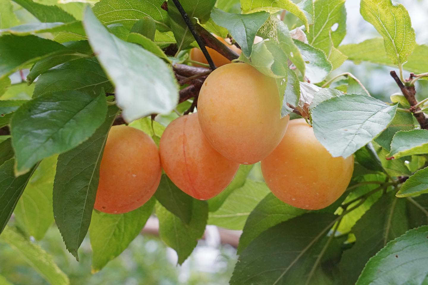 Serene Summer with Succulent Plum and Peach Picking!