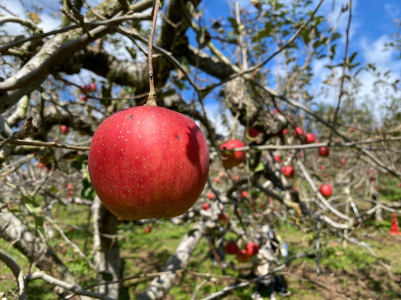 Get Greedy with Grapes and Apples in Miyoshi Through November!