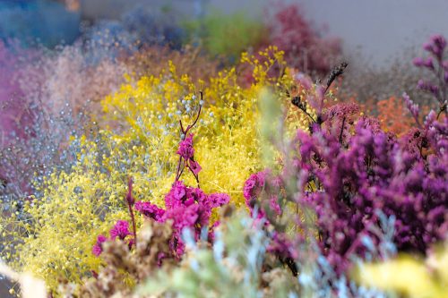 A variety of colorful, tiny, preserved wildflowers
