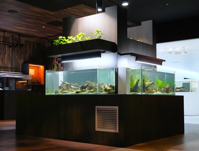 Motomachi Aquarium Set To Grow Crops Inside Tanks!