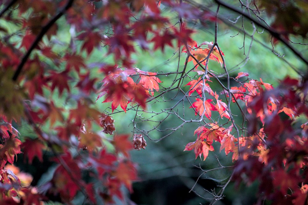 Red and orange maple leaves hang from branches